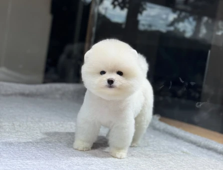POMERANIAN ÜRETİM ÇİFTLİĞİNDEN - 11220 - Görsel 3
