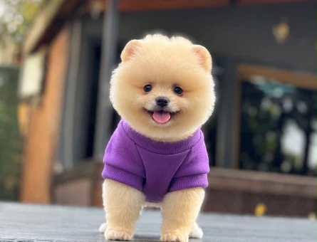 POMERANIAN ÜRETİM ÇİFTLİĞİNDEN - 11253