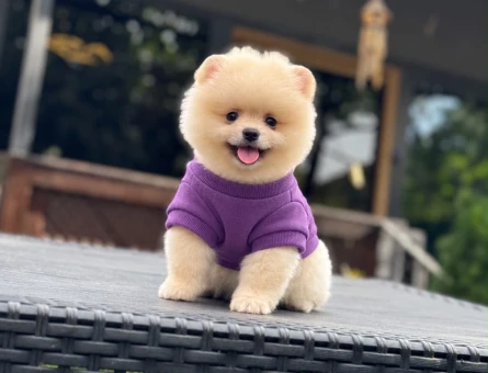 POMERANIAN ÜRETİM ÇİFTLİĞİNDEN - 11253 - Görsel 4