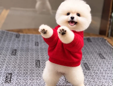 POMERANIAN ÜRETİM ÇİFTLİĞİNDEN - 11254