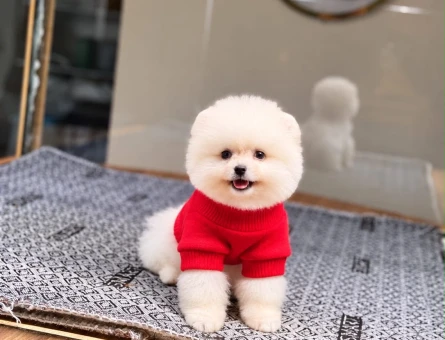 POMERANIAN ÜRETİM ÇİFTLİĞİNDEN - 11254 - Görsel 3