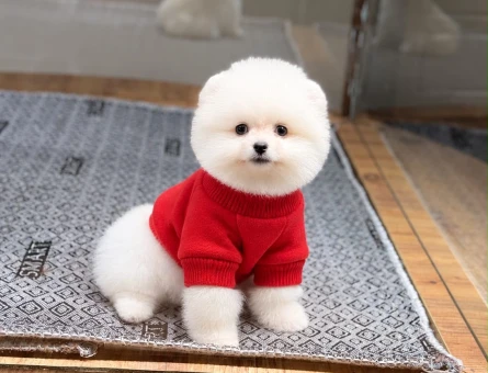 POMERANIAN ÜRETİM ÇİFTLİĞİNDEN - 11254 - Görsel 4