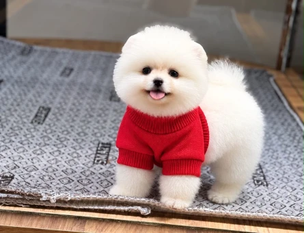 POMERANIAN ÜRETİM ÇİFTLİĞİNDEN - 11254 - Görsel 5