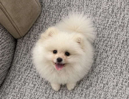 Oyuncu pomeranian boo erkek - 11275