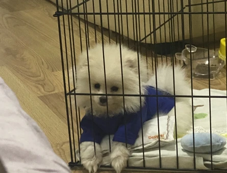 Oyuncu pomeranian boo erkek - 11275 - Görsel 3