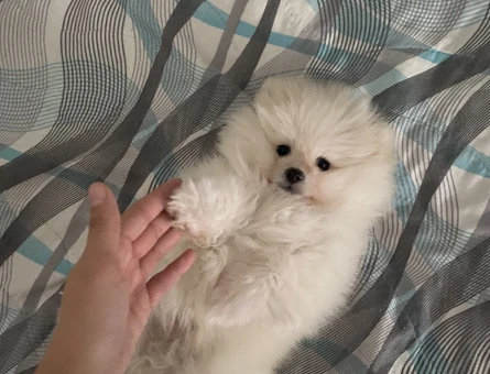 Oyuncu pomeranian boo erkek - 11275 - Görsel 4