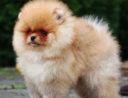 Boo Garantili Orange Renk Pomeranian Yavrumuz - 11316