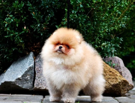 Boo Garantili Orange Renk Pomeranian Yavrumuz - 11316 - Görsel 3