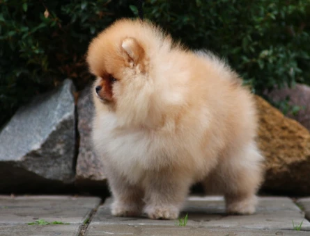 Boo Garantili Orange Renk Pomeranian Yavrumuz - 11316 - Görsel 4