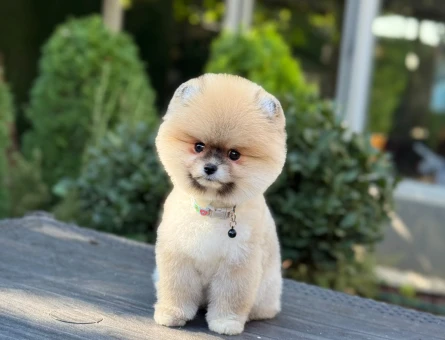 Safkan Çiftlikten Pomeranian Boo Dişi ve Erkek - 11319 - Görsel 3