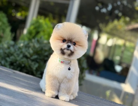 Pomeranian Boo Dişi ve Erkek Bebekler - 11320