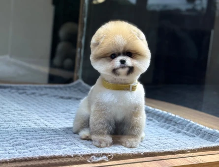 Şahane Pomeranian Boo Yavrularımız 2 Aylık - 11321