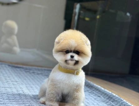Şahane Pomeranian Boo Yavrularımız 2 Aylık - 11321 - Görsel 3