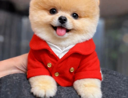POMERANIAN ÜRETİM ÇİFTLİĞİNDEN - 11367 - Görsel 3