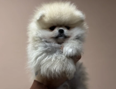 Petmode köpek çiftliğinden tea cup pomeranian boo yavrularımız - 11433