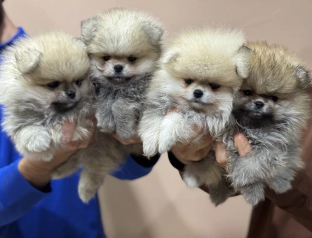Petmode köpek çiftliğinden tea cup pomeranian boo yavrularımız - 11433 - Görsel 3