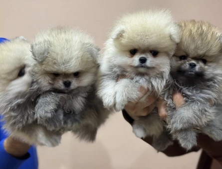 Petmode köpek çiftliğinden tea cup pomeranian boo yavrularımız - 11433 - Görsel 4