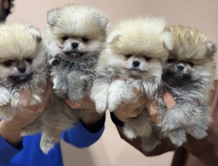 Petmode köpek çiftliğinden tea cup pomeranian boo yavrularımız - 11433 - Görsel 5