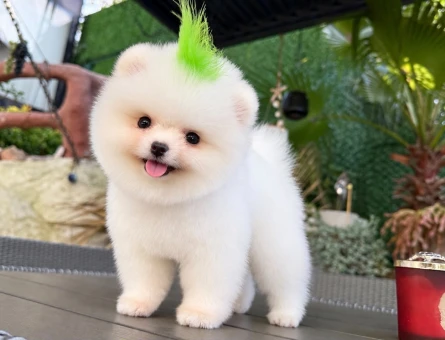 Orjinal Pomeranian Yavrumuz - 11441