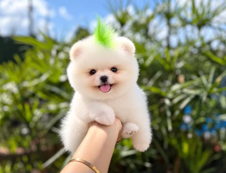 Orjinal Pomeranian Yavrumuz - 11441 - Görsel 3