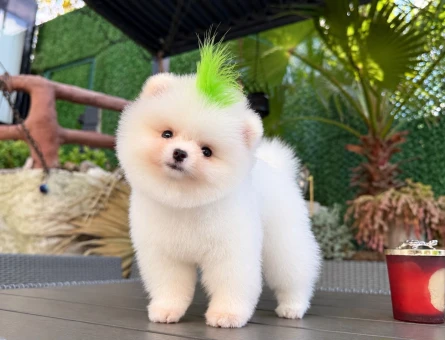 Orjinal Pomeranian Yavrumuz - 11441 - Görsel 4