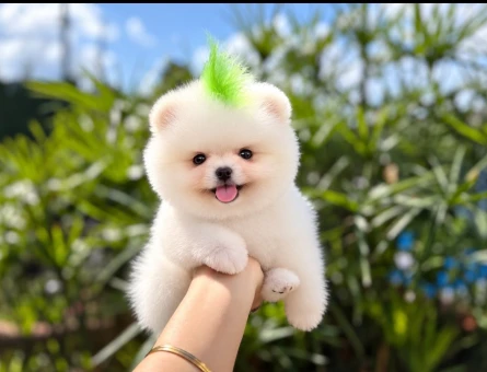 Teddy Bear Pomeranian Bebekler Çiftliğimizden Sizlerle - 11455