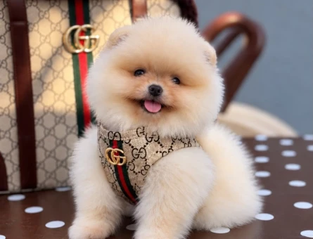 Teddy Bear Pomeranian Bebekler Çiftliğimizden Sizlerle - 11455 - Görsel 3