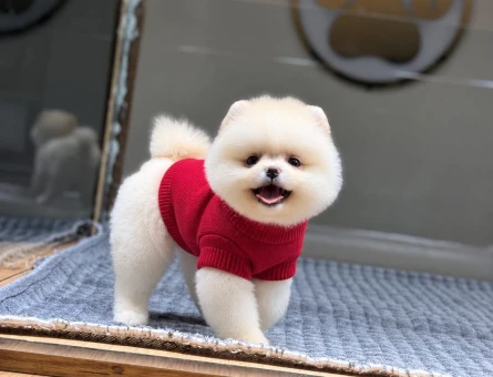 Orjinal Pomeranian Yavrumuz - 11497