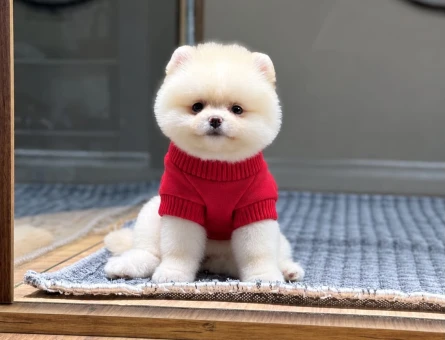 Orjinal Pomeranian Yavrumuz - 11497 - Görsel 3