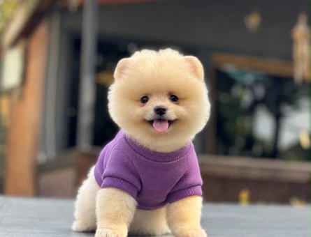 Orjinal Pomeranian Boo yavrumuz - 11498