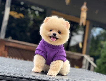 Orjinal Pomeranian Boo yavrumuz - 11498 - Görsel 3