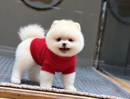 Ayıcık Surat Pomeranian Boo 2 Aylık - 11501