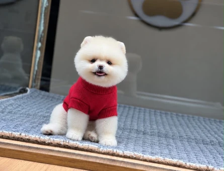 Ayıcık Surat Pomeranian Boo Bebekler - 11503