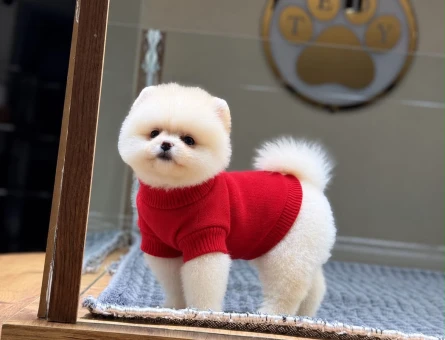 Ayıcık Surat Pomeranian Boo Bebekler - 11503 - Görsel 3