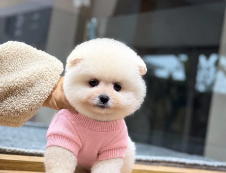 Prenses Pomeranian Boo Yavrularımız - 11504