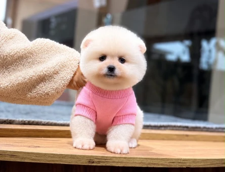 Prenses Pomeranian Boo Yavrularımız - 11504 - Görsel 3