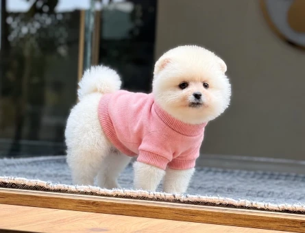 Pomeranian Boo 2 Aylık Yavrumuz Safkan - 11505