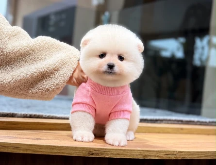 Pomeranian Boo 2 Aylık Yavrumuz Safkan - 11505 - Görsel 3