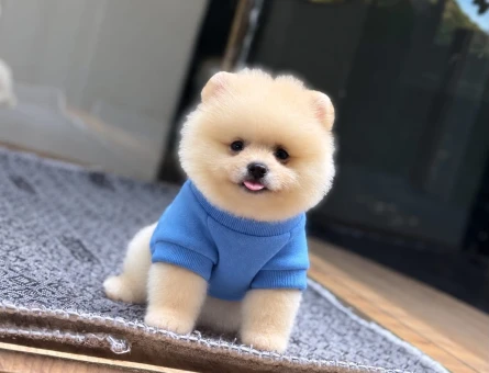 Pomeranian Boo 2 Aylık Safkan Yavrularımız - 11506