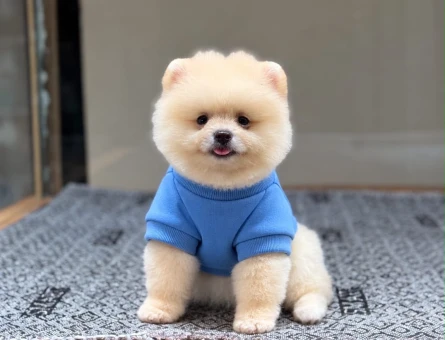 Pomeranian Boo 2 Aylık Safkan Yavrularımız - 11506 - Görsel 3