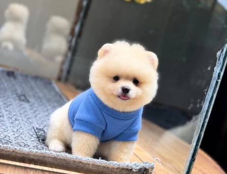Safkan Pomeranian Boo 2 Aylık Yavrularımız - 11507