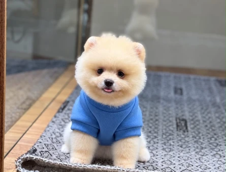 Safkan Pomeranian Boo 2 Aylık Yavrularımız - 11507 - Görsel 3
