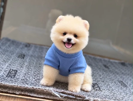 Sevimli Pomeranian Boo 2 aylık Yavrularımız - 11508 - Görsel 3