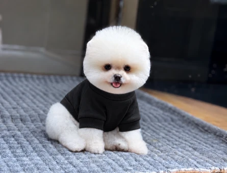 Pomeranian Boo Dişi ve Erkek Yavrularımız 2 Aylık - 11510