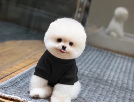 Pomeranian Boo Dişi ve Erkek Yavrularımız 2 Aylık - 11510 - Görsel 3