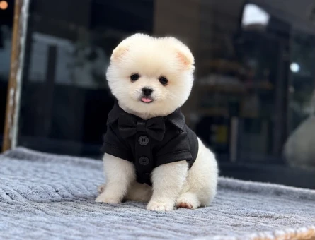 Pomeranian Boo Safkan Yavrularımız 2 Aylık - 11513