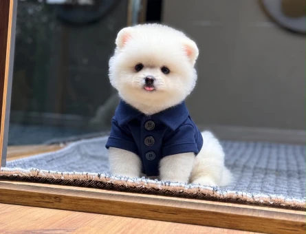 Pomeranian Boo Safkan Yavrularımız 2 Aylık - 11513 - Görsel 3