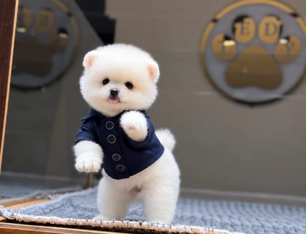 2 Aylık Pomeranian Boo Baby Face Yavrularımız - 11514