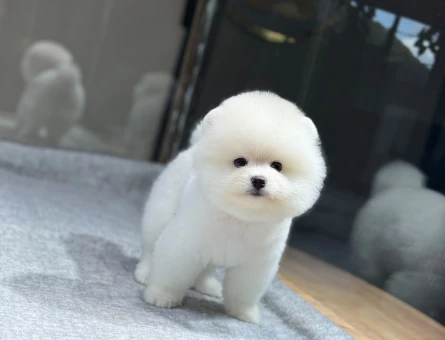 POMERANIAN ÜRETİM ÇİFTLİĞİNDEN - 11518 - Görsel 3