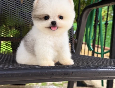SAFKAN POMERANIAN YAVRULARI - 11519